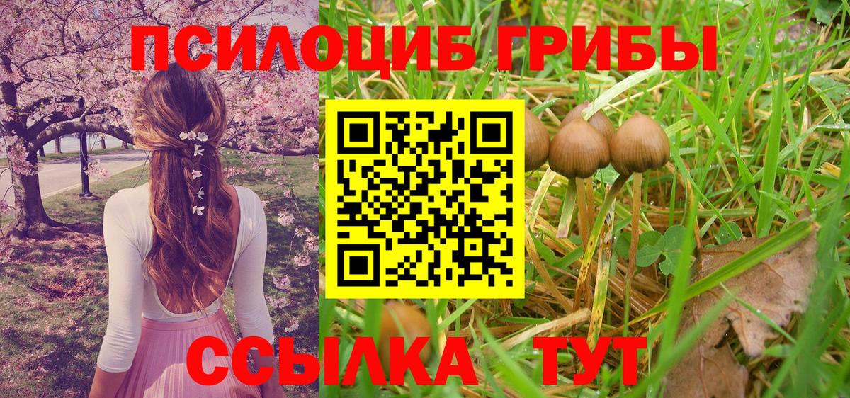 Галлюциногенные грибы Psilocybine cubensis Баксан